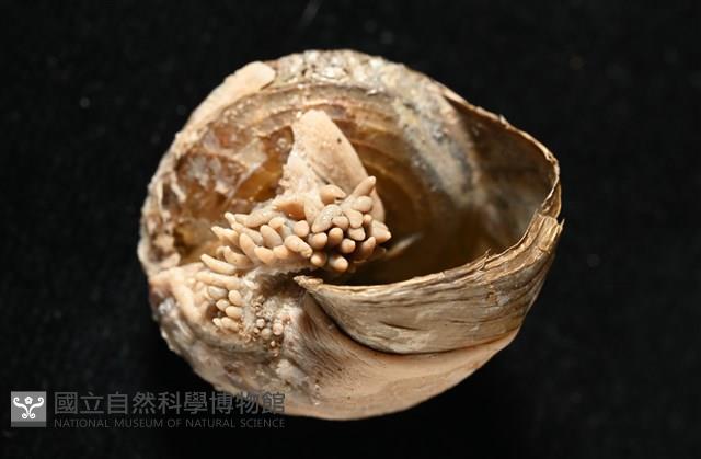 造殼海葵之一種藏品圖，第6張