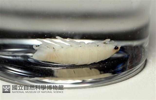 未知種縮頭水虱藏品圖，第6張