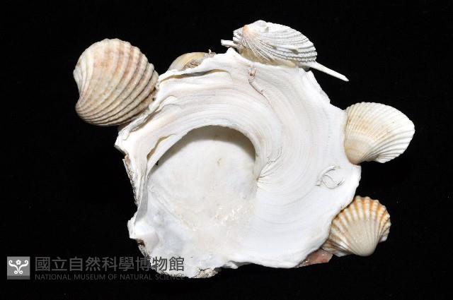 綴殼螺藏品圖，第6張