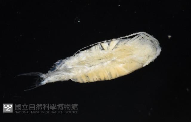 未知種橈足類藏品圖，第6張