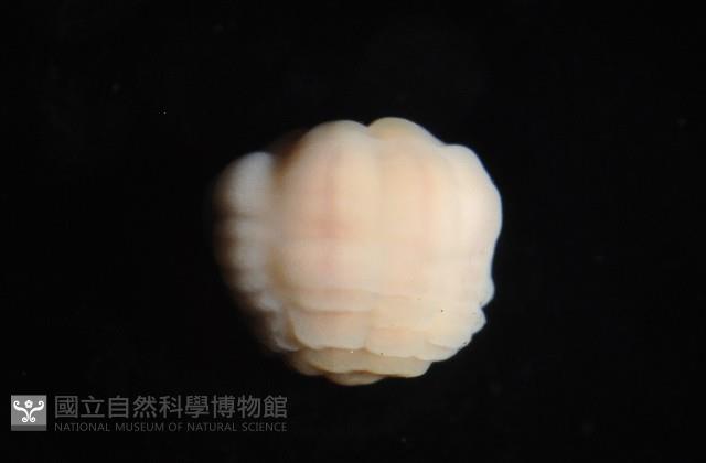 未知種海葵(海葵目)藏品圖，第6張