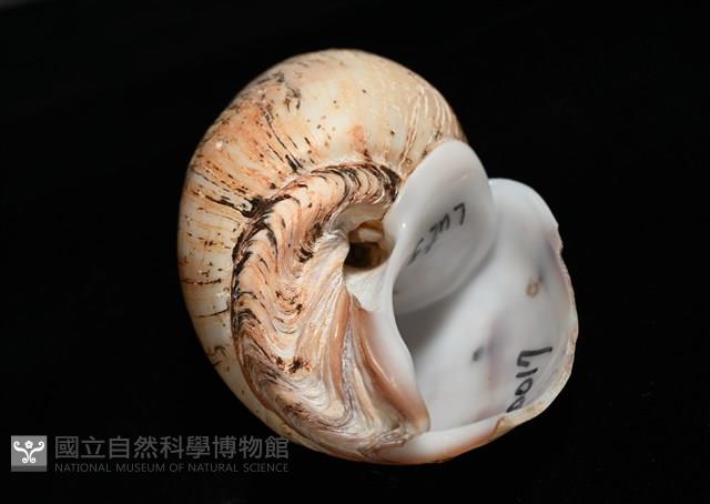 霧花鳳螺(華南鳳螺)藏品圖，第6張
