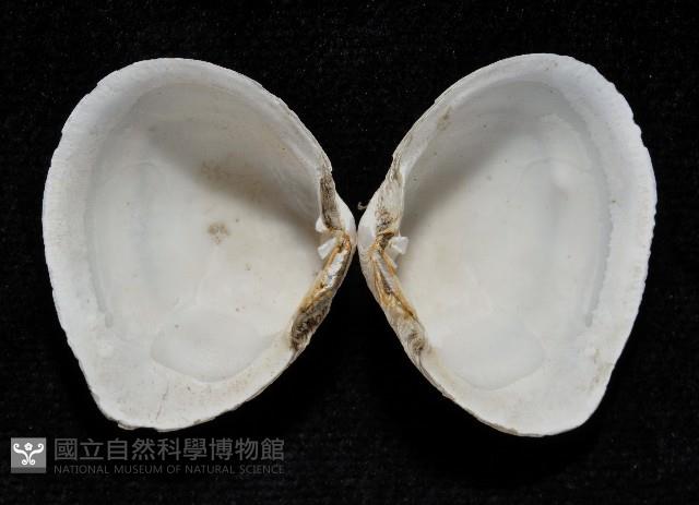 粗異白櫻蛤藏品圖，第6張