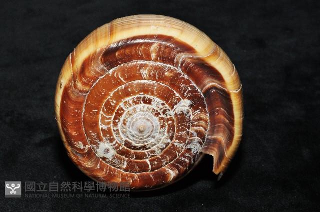 登錄號:007819-00057藏品圖，第6張