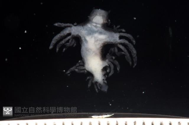 大西洋海神海蛞蝓藏品圖，第6張