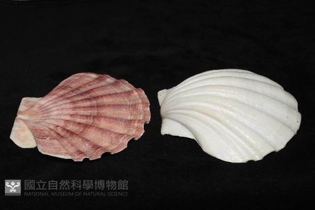 白碟海扇蛤藏品圖，第6張