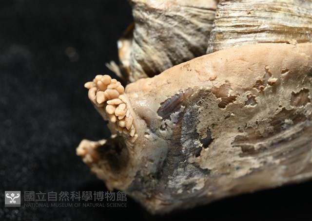 造殼海葵之一種藏品圖，第6張