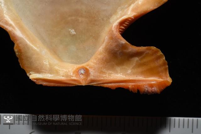 疏鱗海扇蛤藏品圖，第6張