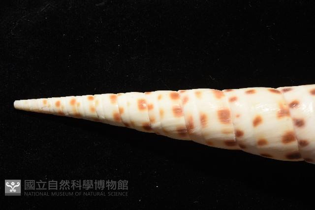 褐斑筍螺藏品圖，第6張