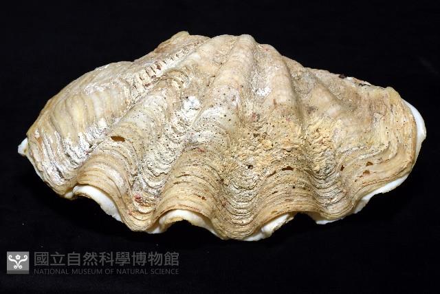 長硨磲蛤藏品圖，第6張