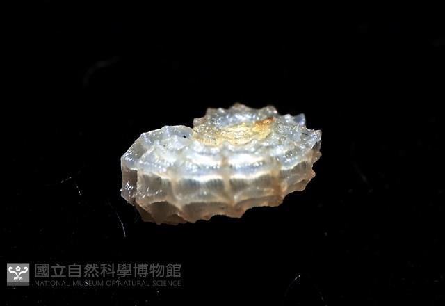 菲律賓花冠螺藏品圖，第6張