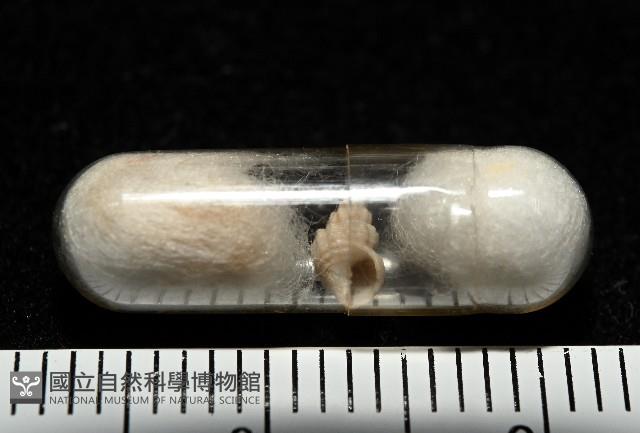龜山島核螺藏品圖，第6張