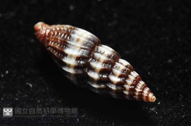 淑女蛹筆螺藏品圖，第6張