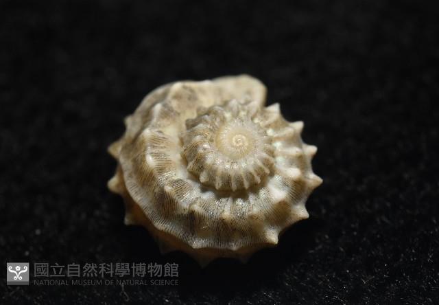 基隆花冠螺藏品圖，第6張