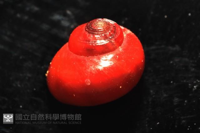 細雨蠑螺藏品圖，第6張