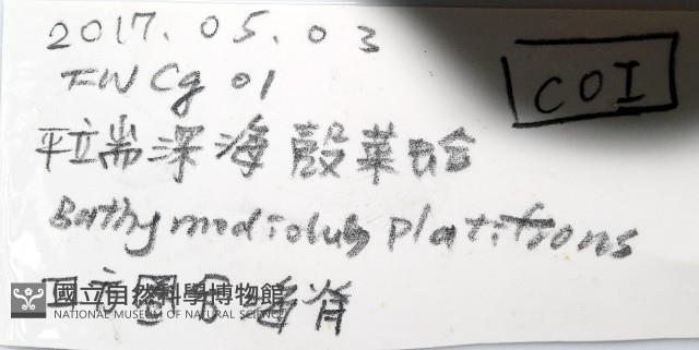 平端深海殼菜蛤藏品圖，第6張