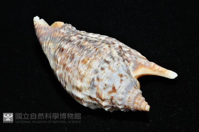 金袖鳳凰螺藏品圖，第6張