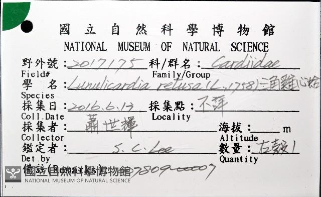 三角雞心蛤藏品圖，第6張