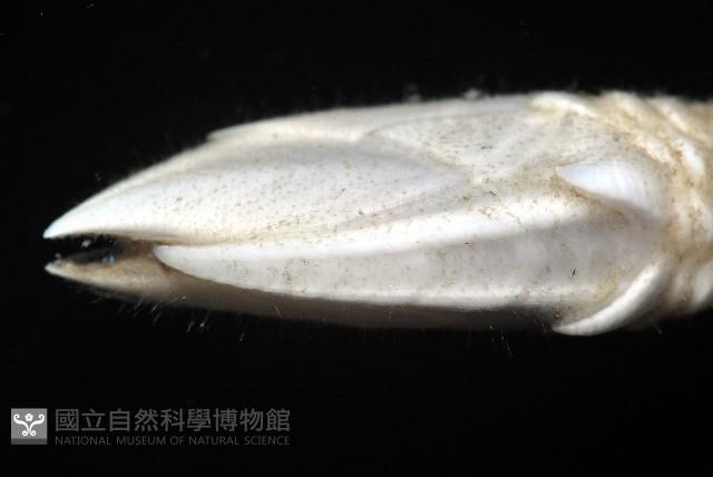 小甲小鎧茗荷藏品圖，第6張