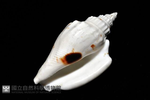 黑痣(變異)鳳凰螺藏品圖，第6張
