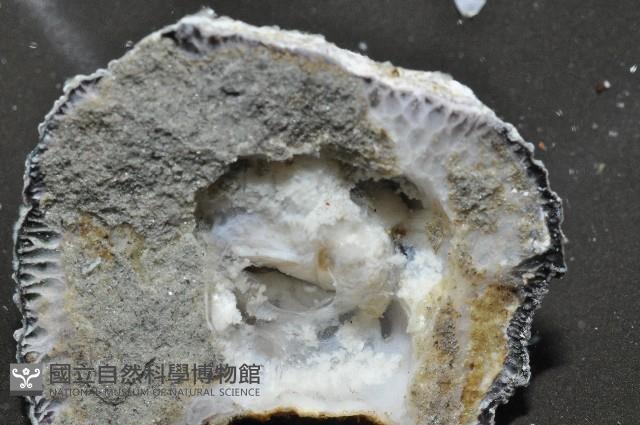 黑潮笠藤壺藏品圖，第6張