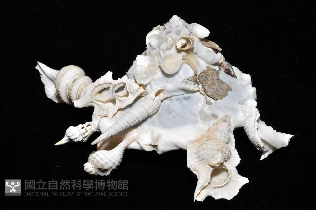 綴殼螺藏品圖，第6張