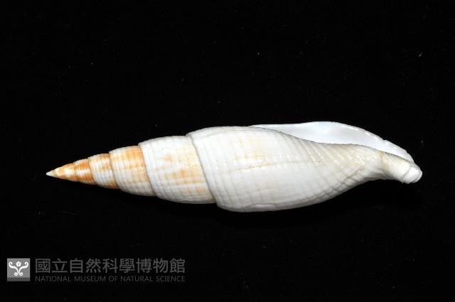 勇氣筆螺藏品圖，第6張