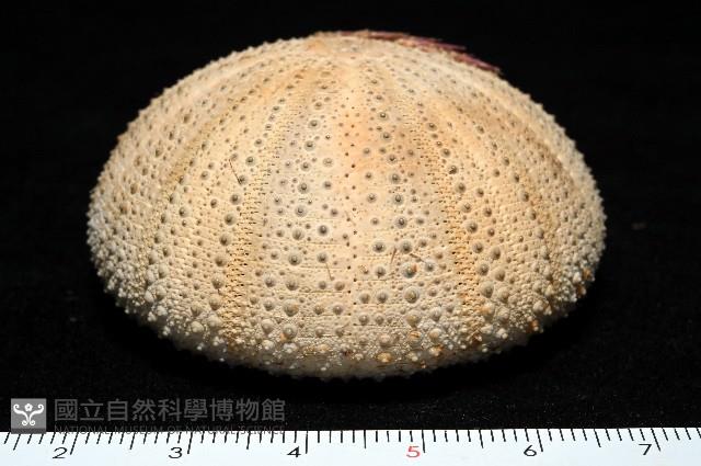 未知種角孔海膽藏品圖，第6張