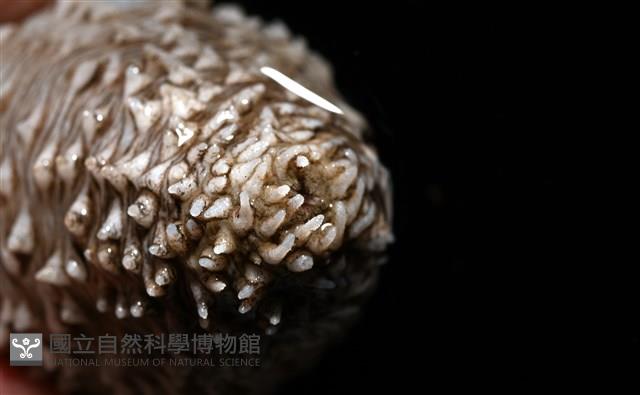 未知種尻參藏品圖，第6張