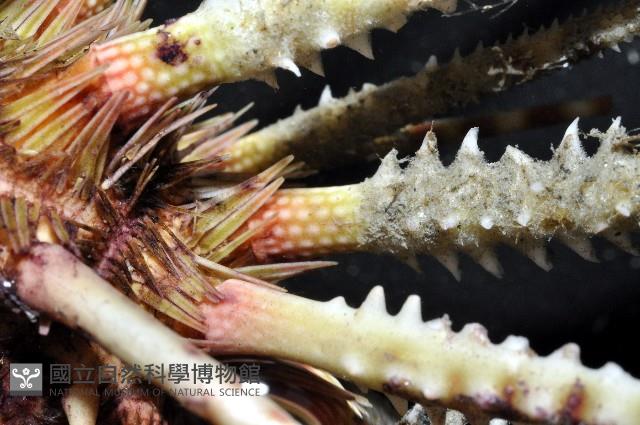澳洲棘鋸頭帕藏品圖，第6張