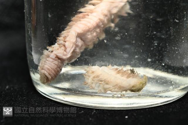 未知種沙蠶藏品圖，第6張