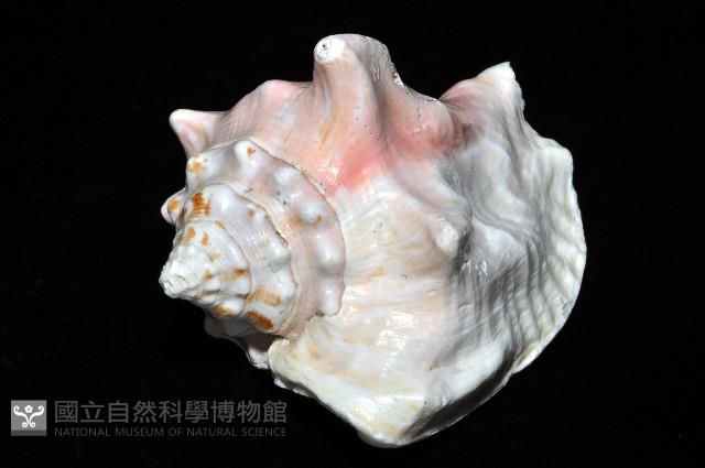 乳白鳳凰螺藏品圖，第6張