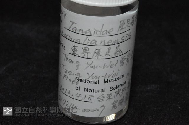 東界原足蟲藏品圖，第6張