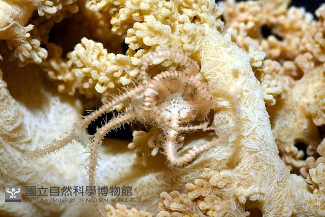 未知種實穗軟珊瑚藏品圖，第6張