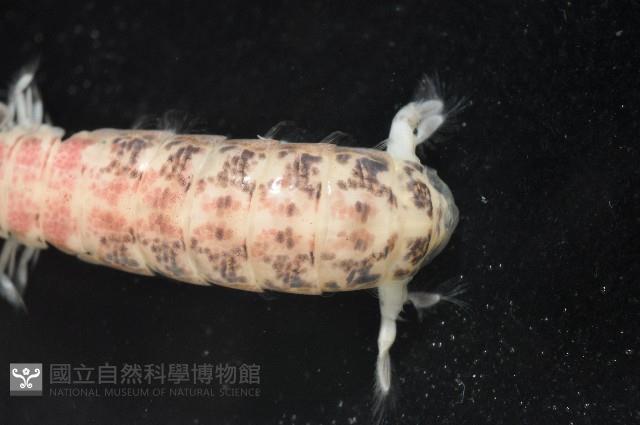 豹斑幼嫩蝦蛄藏品圖，第6張