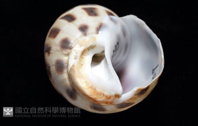 開氏鳳螺藏品圖，第6張
