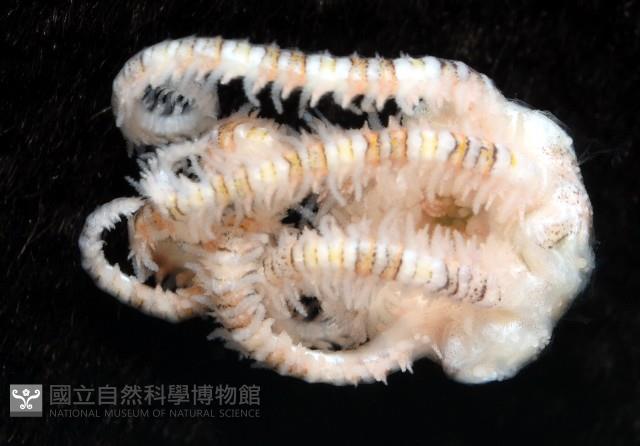 錦疣蛇尾藏品圖，第6張