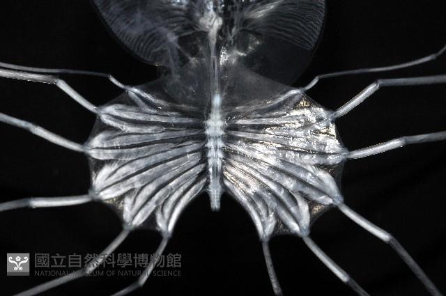 未知種礁岩扇蝦藏品圖，第6張