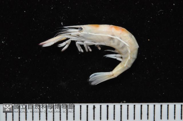 共棲蓋隱蝦(海膽針蝦)藏品圖，第6張