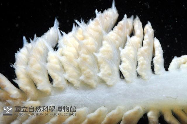 未知種棘海鰓藏品圖，第6張