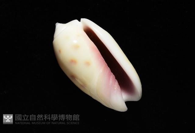 棋盤榧螺藏品圖，第6張