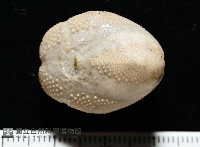 呂宋沐海壺藏品圖，第6張
