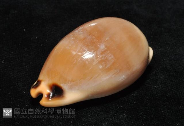 大四眼寶螺藏品圖，第6張