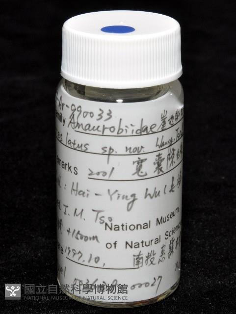 寬股隙蛛藏品圖，第6張