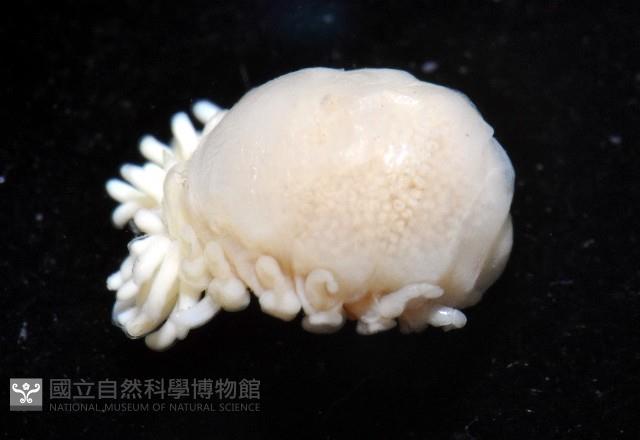 中華淺鰓虱藏品圖，第6張