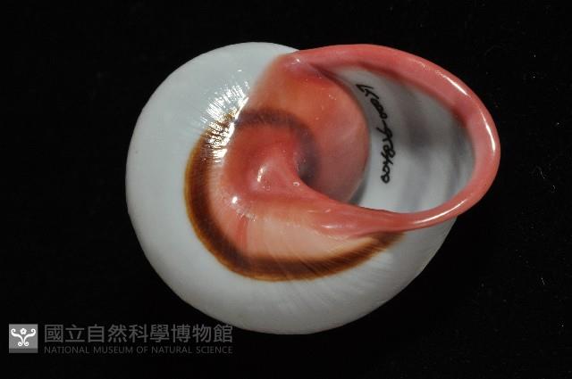 紅口紅蝸牛藏品圖，第6張