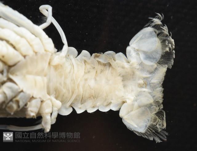 未知種刺鎧蝦藏品圖，第6張