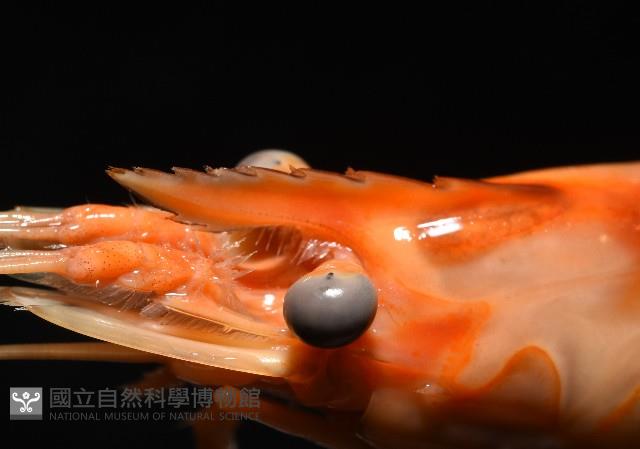 貪食沼蝦藏品圖，第6張