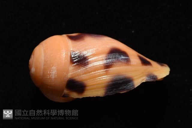 椰子螺藏品圖，第6張