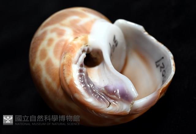 錫蘭鳳螺藏品圖，第6張